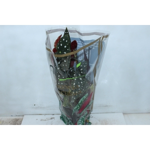 BEGONIA MACULATA P17 PO