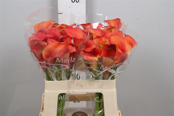 <h4>Zant Capt Odeon</h4>