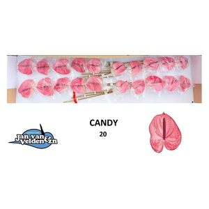 ANTH A CANDY