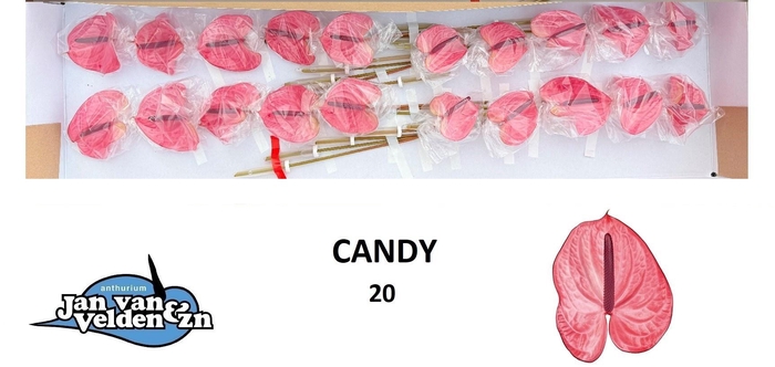<h4>ANTH A CANDY</h4>