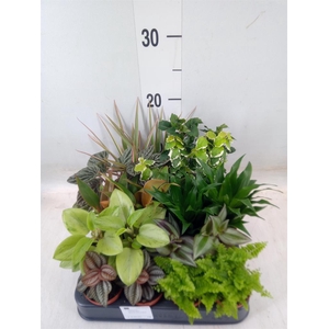 Planten  ..mix