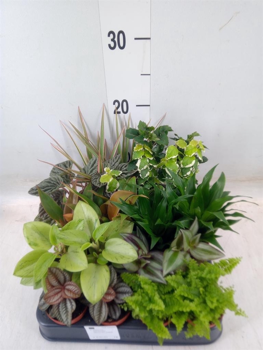 <h4>Planten  ..mix</h4>