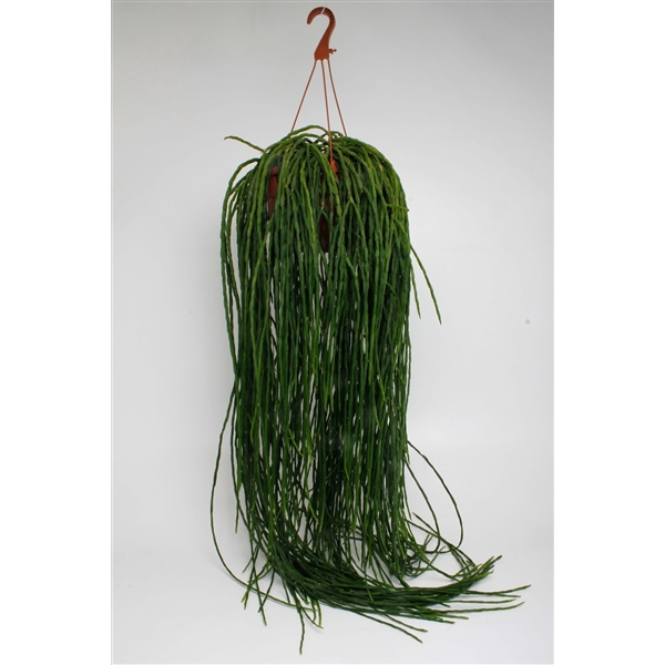 <h4>Rhipsalis Paradoxa Minor</h4>