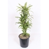 Dracaena Lemon Lime