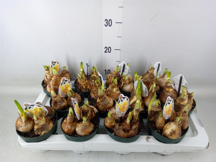 <h4>Narcissus   ...</h4>