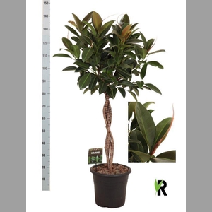 Ficus elastica 'Melany'