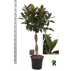 Ficus elastica 'Melany'