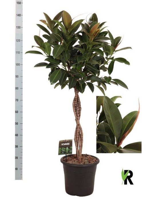 <h4>Ficus elastica 'Melany'</h4>