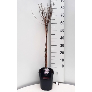 Weigela in Cultivars