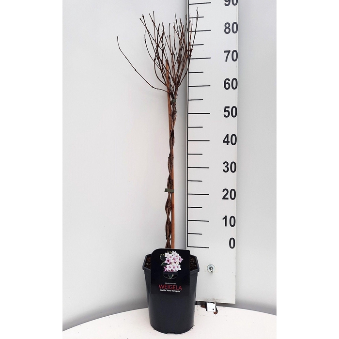 <h4>Weigela in Cultivars</h4>