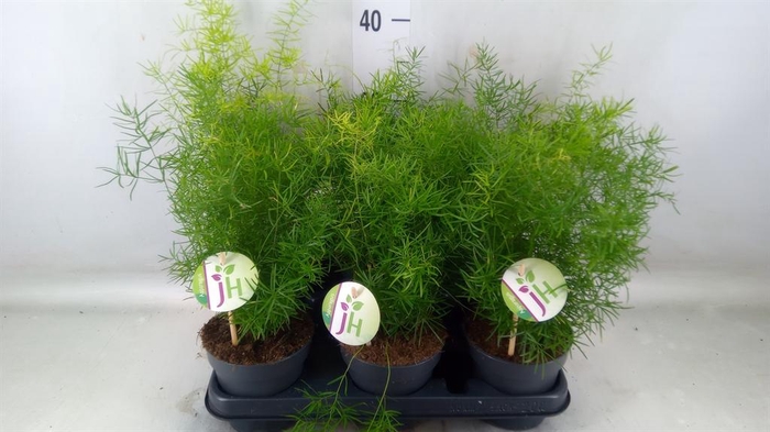 <h4>Asparagus dens. 'Sprengeri'</h4>