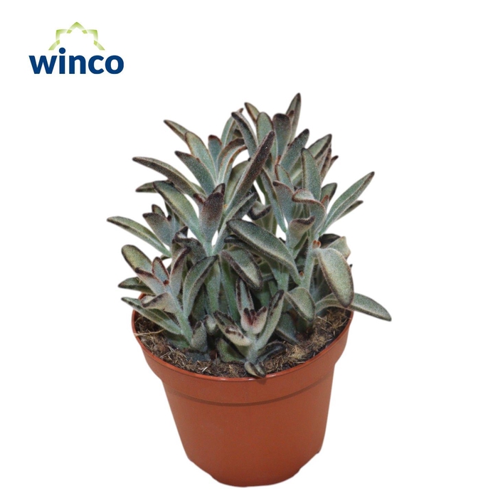 <h4>Kalanchoe Tomentosa Nigra</h4>