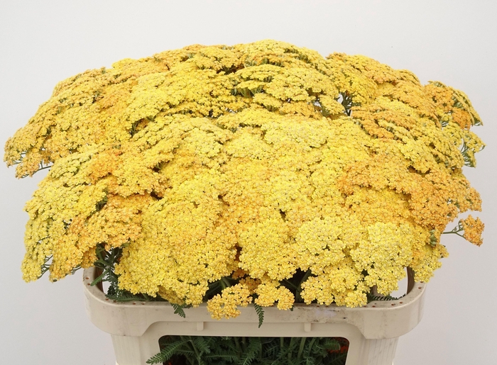 <h4>Achillea M Terracotta 70cm</h4>
