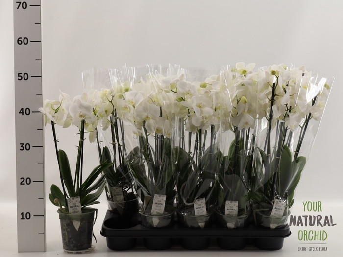 <h4>PHAL OV WIT</h4>