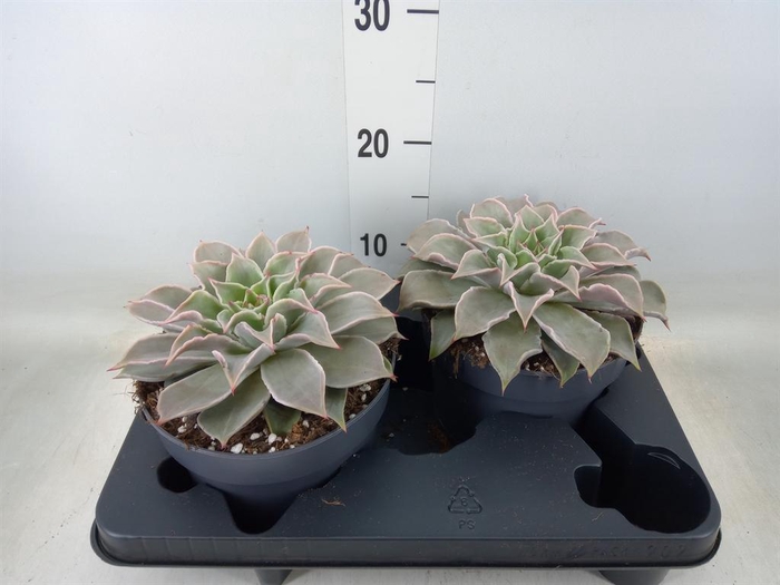 <h4>Echeveria   ...</h4>