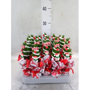 Chamaecyparis laws. 'Ellwoodii'