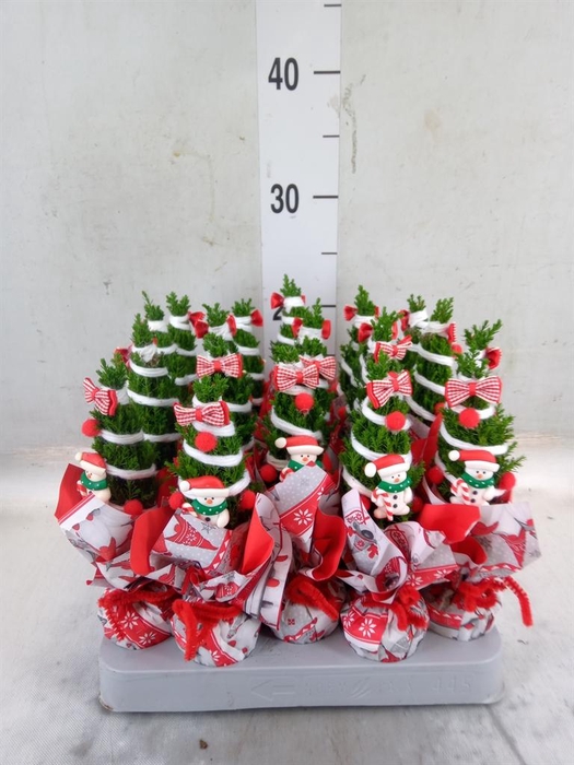 <h4>Chamaecyparis laws. 'Ellwoodii'</h4>