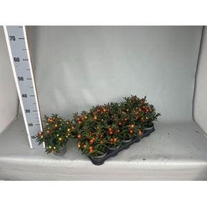 Solanum pseudocapsicum Megaball