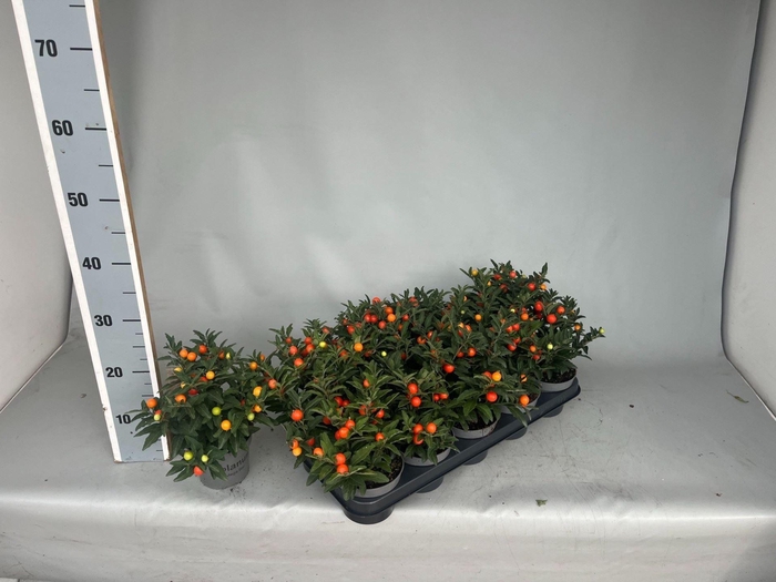 <h4>Solanum pseudocapsicum Megaball</h4>