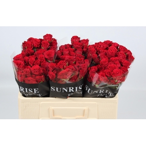 R TR VELVET BLOSSOMS