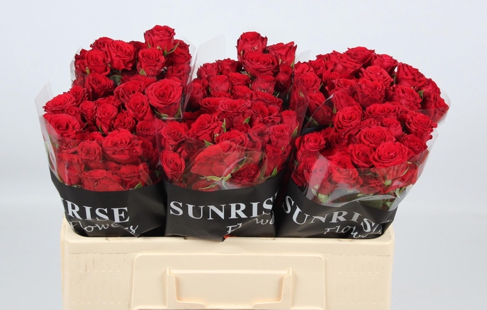 <h4>R TR VELVET BLOSSOMS</h4>