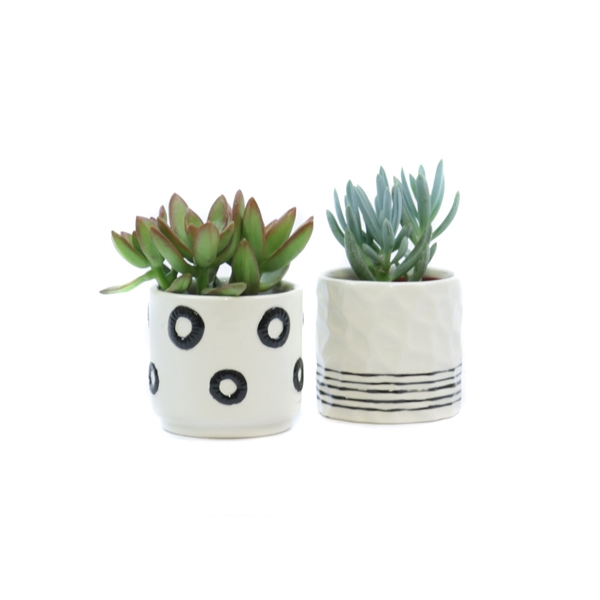 <h4>Succulent 5,5 cm in circle stripe pattern sierpot</h4>