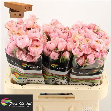 <h4>R Tr Julietta</h4>