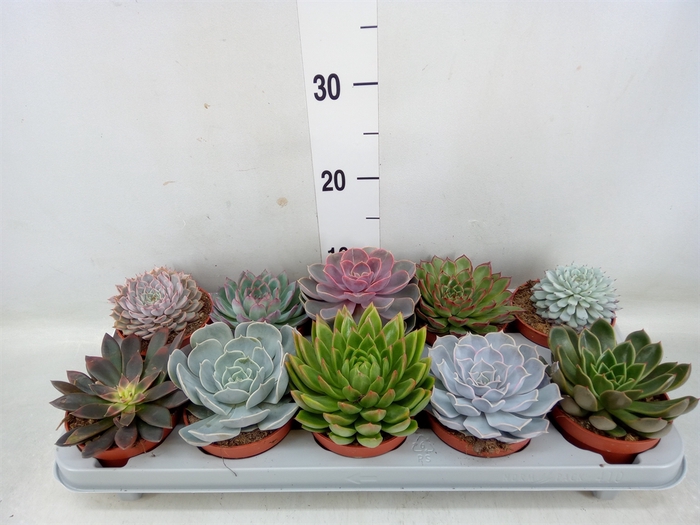 <h4>Echeveria   ...mix</h4>