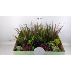 Planten  ..mix