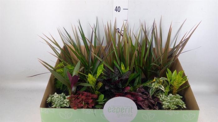 <h4>Planten ..mix</h4>