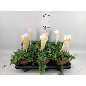 Hoya krohniana 'Splash'