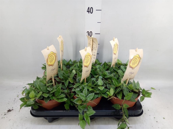 <h4>Hoya krohniana 'Splash'</h4>