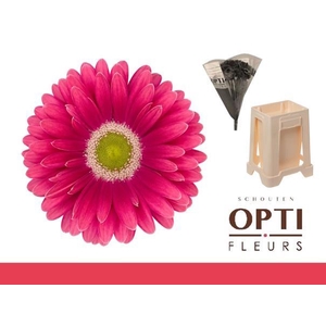 Gerbera Unique Water / Hoes