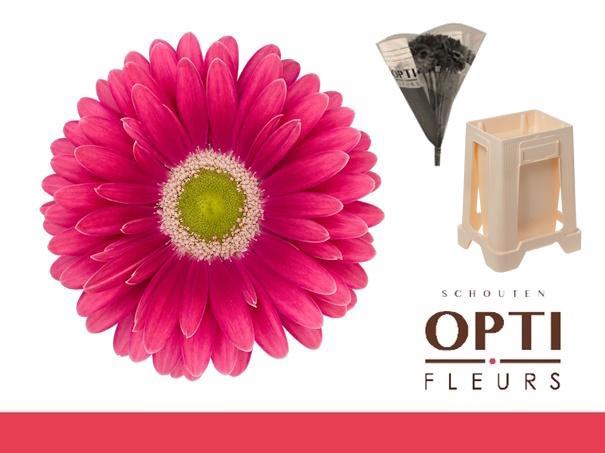 <h4>Gerbera Unique Water / Hoes</h4>