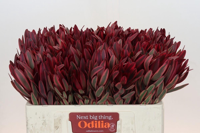 <h4>Leucadendron Jester</h4>