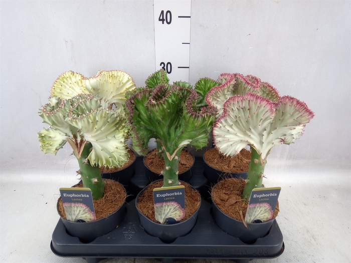 <h4>Euphorbia lactea 'Cristata'</h4>