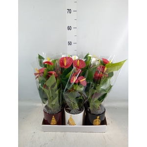 Anthurium   ...mix