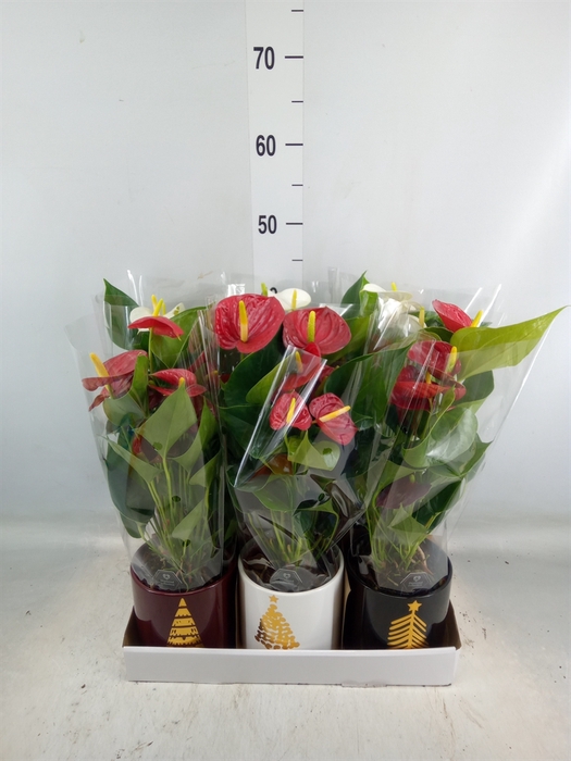 <h4>Anthurium   ...mix</h4>