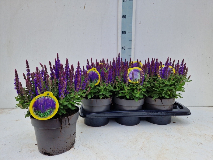 <h4>SALVIA NE SE DP BLUE</h4>