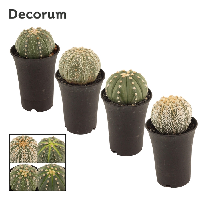 <h4>Astrophytum Asterias 9 cm Single (Decorum)</h4>