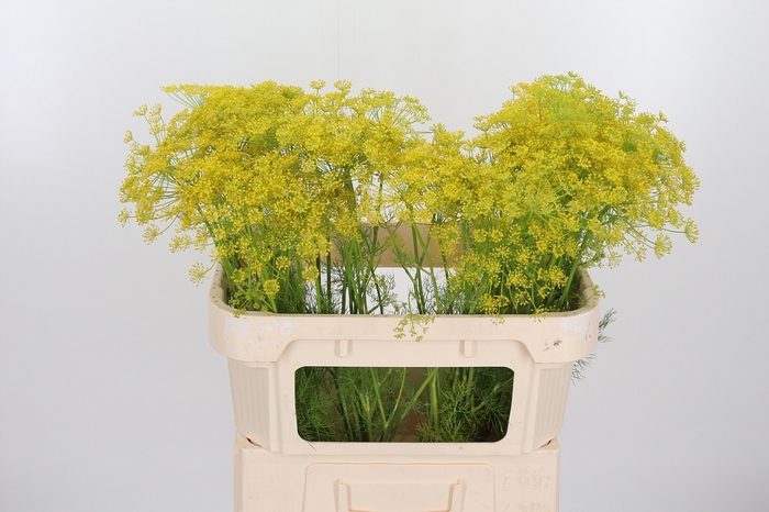<h4>Anethum Graveolens</h4>