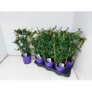 CEAN TH REPENS