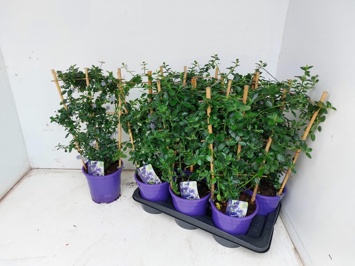 CEAN TH REPENS