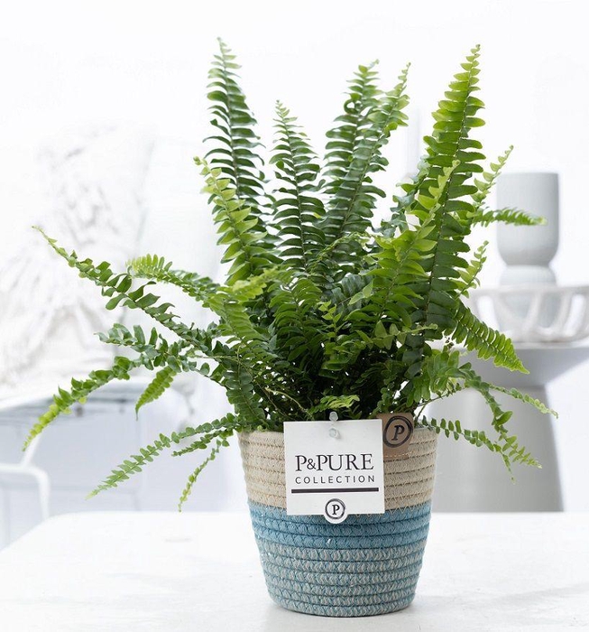 <h4>Nephrolepis Green Lady in P&PURE Fashionpot Valerie</h4>