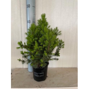Picea glauca Conica