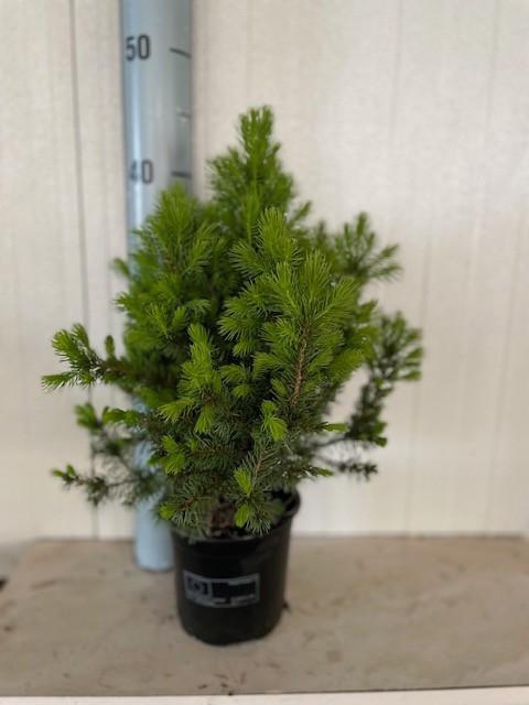 <h4>Picea glauca Conica</h4>