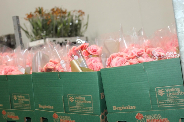 <h4>BEGONIA BORIAS P15</h4>