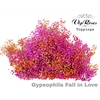 GYPS PA FALL IN LOVE