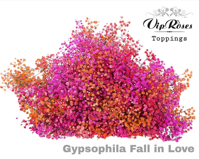 GYPS PA FALL IN LOVE