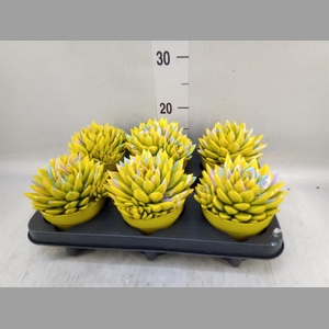 Echeveria  'Miranda'